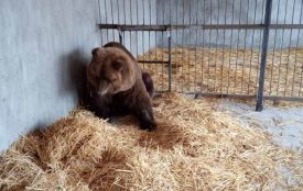 Хворі ведмеді переїхали із хмельницького зоокутка. Як зимуватимуть інші тварини?