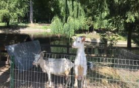 У міськраді відмовилися закривати зоокуточок у парку Чекмана