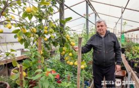 У теплицях на Хмельниччині вирощують ківі, лимони, лохину (ФОТО)