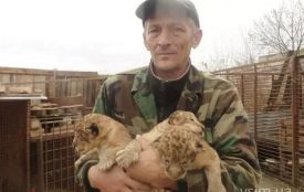 У зоокутку в Хмельницькому народилося троє левенят