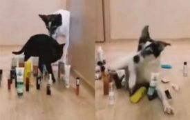 “Cat vs Dog”: світом шириться новий карантинний челендж