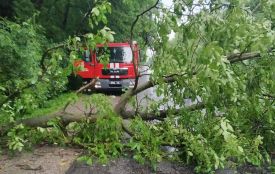 Наслідки негоди на Хмельниччині: затоплення і повалені дерева