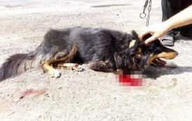 На Хмельниччині пенсіонери прив'язали до авто собаку та волокли його по дорозі
