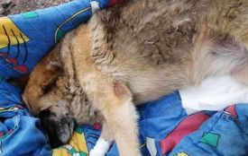 В центрі Хмельницького від отруєнь померли собаки: підозрюють догхантерів