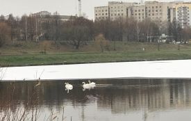 У Хмельницькому замерзають водойми: що буде з лебедями на Озерній