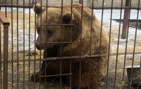 У хмельницькому зоокутку народилися бурі ведмежата
