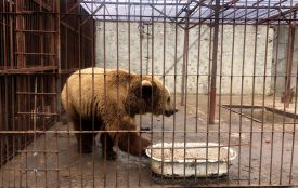 Держекоінспекція перевірила зоокуток Пальохіна: які результати (ФОТО, ВІДЕО)