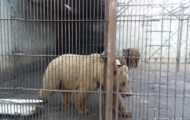 П'ятьох ведмедів Пальохіна забрали до реабілітаційного центру