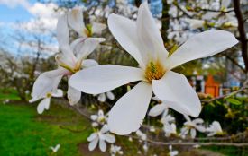 Селфі біля магнолій і китайської вишні: фоторепортаж з ботанічного саду ХНУ