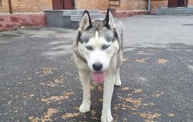 У Хмельницькій міськраді шукають господаря для собаки