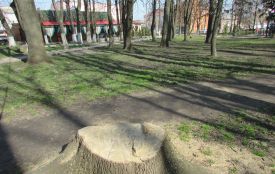 У Полонному чоловіка арештували на 3 місяці за вирубку 38 дерев