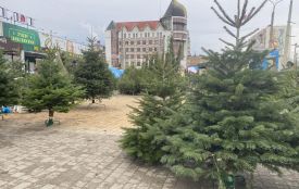 Які ціни на живі ялинки у Хмельницькому: ми перевірили