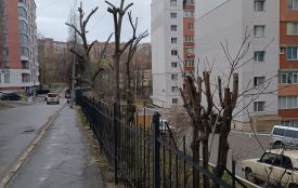 Обрізка дерев: чому скаржаться хмельничани і що кажуть екологи