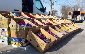 6 квітня на Прибузькій відбудеться квітковий ярмарок