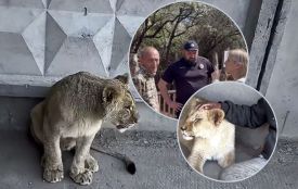 У приватний зоокуток в Хмельницькому привезли левів. Почався конфлікт між волонтерами й власником