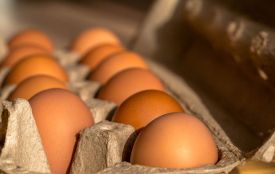 7 фактів про куряче яйце, які ви могли не знати