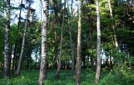 12 гектарів землі у Хмельницькій громаді відведуть під парк