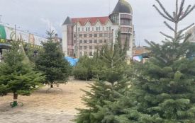 Від 120 гривень за метр: на Хмельниччині незабаром почнуть продавати ялинки