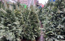 Живі ялинки у Хмельницькому: де продають та за скільки