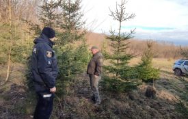 Перших цьогоріч ялинкових браконьєрів оштрафували на Хмельниччині