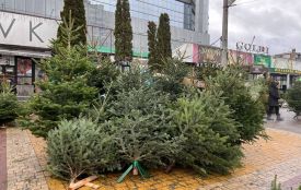 Як утилізувати новорічну ялинку у Хмельницькому