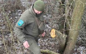 На Хмельниччині невідомі незаконно вирубували дерева