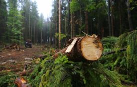 Незаконну вирубку лісів на Хмельниччині зафіксували екологи