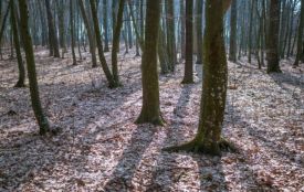 В лісі на Озерній знайшли тіло чоловіка: в поліції прокоментували