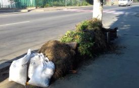 З приватного сектору Хмельницького вивозитимуть гілля. Де та коли