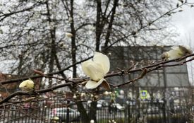 У ботанічному саду ХНУ зацвіли магнолії: фоторепортаж