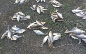 У Хмельницькому та області рибпатруль спіймав браконьєрів