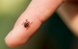 На Хмельниччині зафіксували десятки інфікованих кліщів. Лікарі попереджають про небезпеку