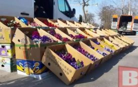 У Хмельницькому відбудеться ярмарок розсади