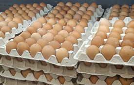 Від 40 гривень за десяток: порівняли ціни  на яйця у Хмельницькому