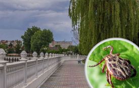 У Хмельницькому оброблятимуть сім парків від кліщів. Новий графік