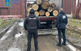 На Хмельниччині судитимуть лісників – незаконно збували дуби