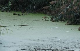 Хмельницька міськрада не визнає проблему забруднення Південного Бугу