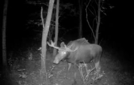 На Хмельниччині зафіксували лося з Червоної книги (ВІДЕО)