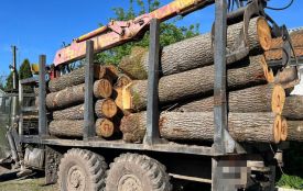 ДБР розслідує 587 справ щодо порушень у лісовій сфері: ситуація на Хмельниччині