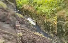 «Впевнені, що це вкид хімічних речовин»: у річці Плоска в Хмельницькому масово гине риба