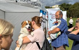 У Хмельницькому відбувся перший «Лапи Фест»: скільки зібрали волонтери