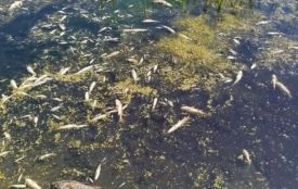 Як просувається розслідування загибелі риби у Плоскій