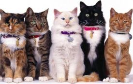 Всі породи котів: гід для майбутніх власників (новини компаній)