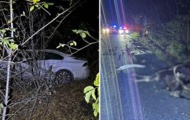 На Кам’янеччині авто врізалось у лося: водій і дика тварина загинули на місці