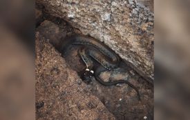 Патрульні спіймали змію у дворі будинку у Хмельницькому (ВІДЕО)