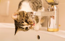 Завтра увесь Хмельницький буде без води