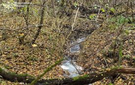 Арештували майно директорки підприємства, яку підозрюють у забрудненні річки на Хмельниччині