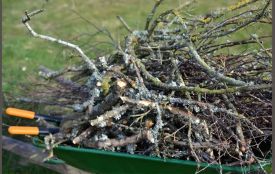 Як позбутись гілок та опалого листя у Хмельницькому, щоб уникнути штрафу