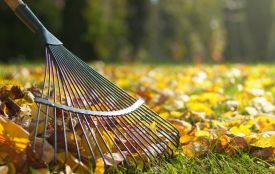 Штраф до 1 700 гривень. Куди подіти опале листя в Хмельницькому