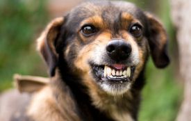 Виявили сказ у домашньої собаки: у місті на Хмельниччині ввели карантин